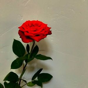 Meet your Posher, Hailey